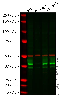 Western blot - Human BMI1 knockout MCF7 cell line (AB262319)