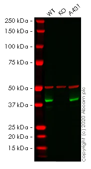 Western blot - Human BMI1 knockout MCF7 cell lysate (AB256851)