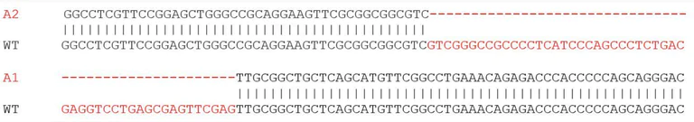 Sanger Sequencing - Human BMP2 knockout Caco-2 cell line (AB280046)