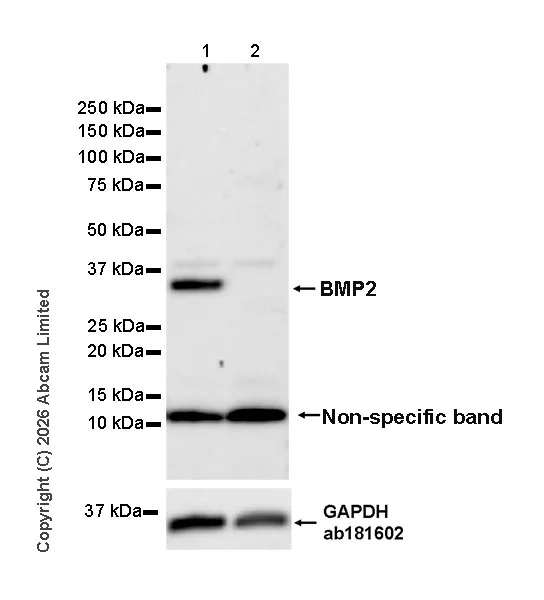 Western blot - Human BMP2 knockout HeLa cell lysate (AB256852)