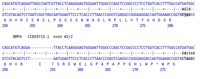 Next Generation Sequencing - Human BMP4 knockout A549 cell line (AB277884)