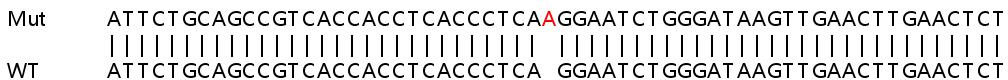 Sanger Sequencing - Human BMP6 knockout HeLa cell line (AB265962), expandable thumbnail