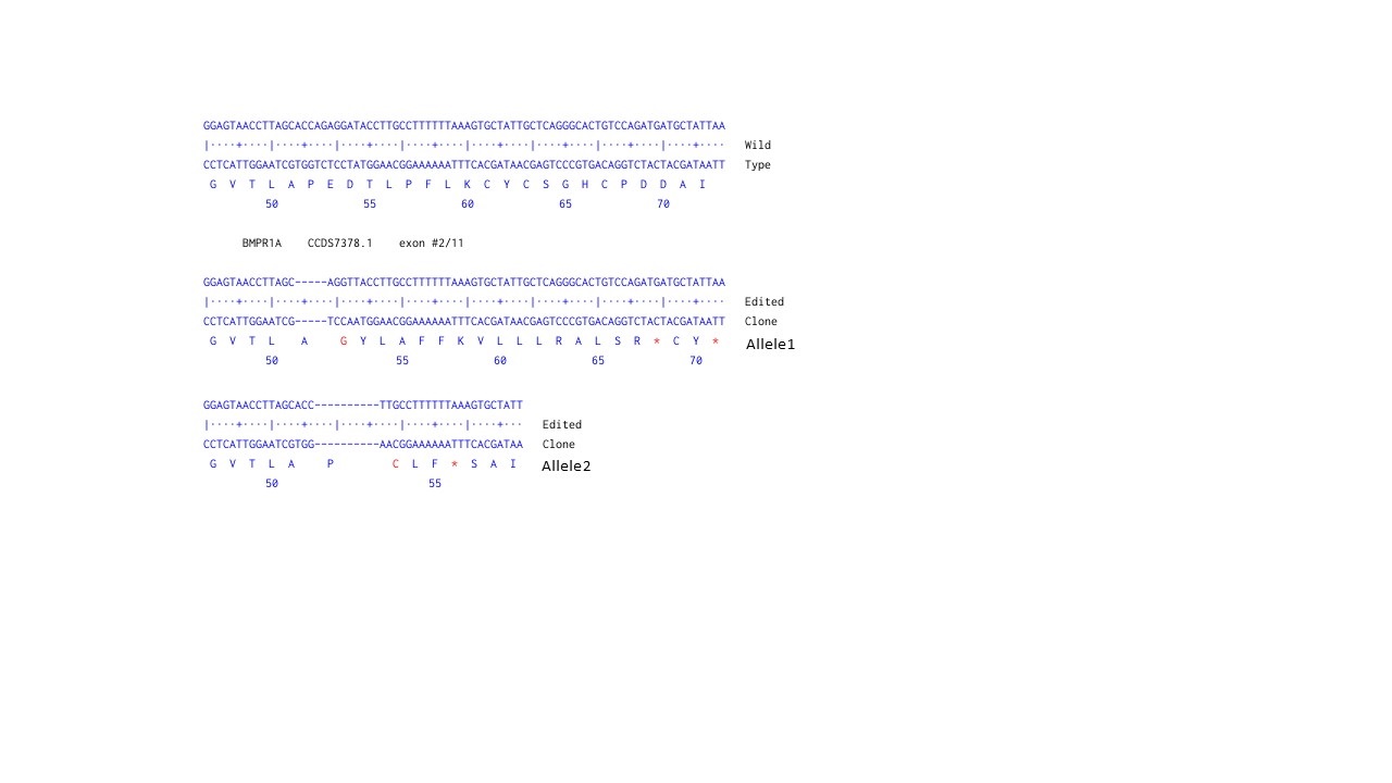 Human BMPR1A knockout A549 cell line