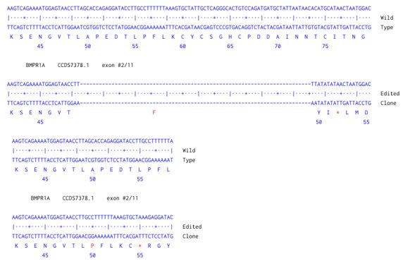 Next Generation Sequencing - Human BMPR1A knockout HCT116 cell line (AB286370), expandable thumbnail
