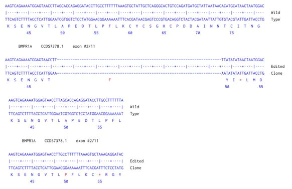 Next Generation Sequencing - Human BMPR1A knockout HCT116 cell line (AB286370)