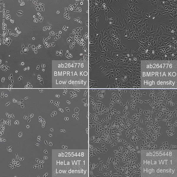 Human BMPR1A knockout HeLa cell line