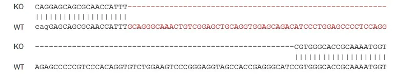 Sanger Sequencing - Human BNP knockout HeLa cell line (AB277072)