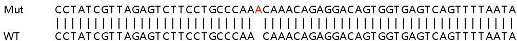 Sanger Sequencing - Human BRAF knockout HeLa cell line (AB265373), expandable thumbnail
