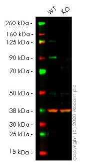 Western blot - Human BRAF knockout HeLa cell lysate (AB257078)