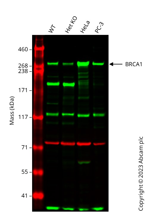 Western blot - Human BRCA1 knockout (hetero) MCF7 cell line (AB286284)