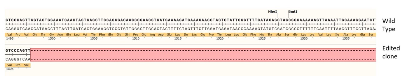 Next Generation Sequencing - Human BRCA2 knockout (hetero) MCF7 cell line (AB286285), expandable thumbnail