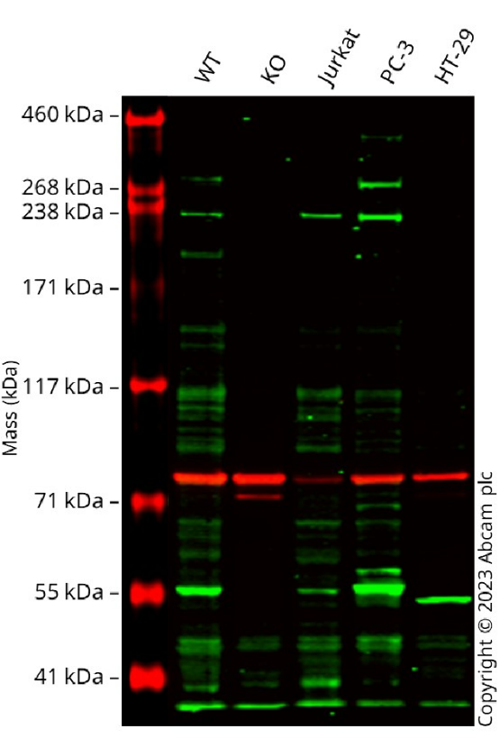 Western blot - Human BRCA2 knockout (hetero) MCF7 cell line (AB286285), expandable thumbnail