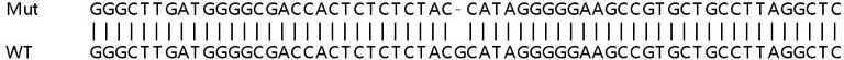 Sanger Sequencing - Human BRD2 knockout HEK-293T cell line (AB267265)