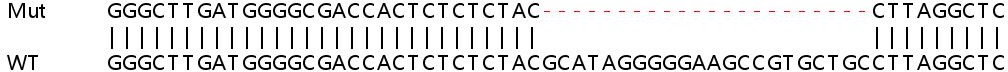 Sanger Sequencing - Human BRD2 knockout HEK-293T cell line (AB267265), expandable thumbnail