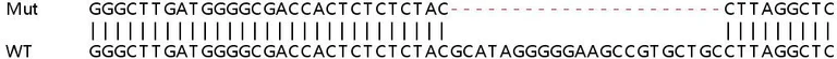 Sanger Sequencing - Human BRD2 knockout HEK-293T cell line (AB267265)