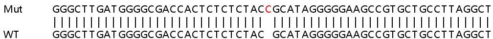 Sanger Sequencing - Human BRD2 knockout HEK-293T cell line (AB267265), expandable thumbnail