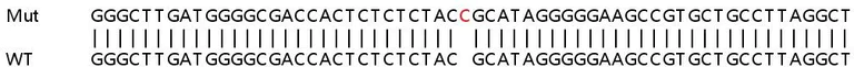 Sanger Sequencing - Human BRD2 knockout HEK-293T cell line (AB267265)