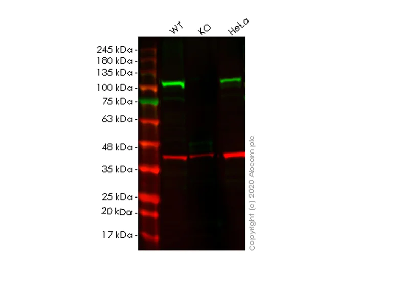 Western blot - Human BRD2 knockout HEK-293T cell line (AB267265)