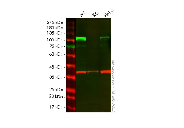 Western blot - Human BRD2 knockout HEK-293T cell lysate (AB257191)
