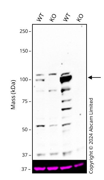 Western blot - Human BRD3 knockout HCT116 cell line (AB287239), expandable thumbnail