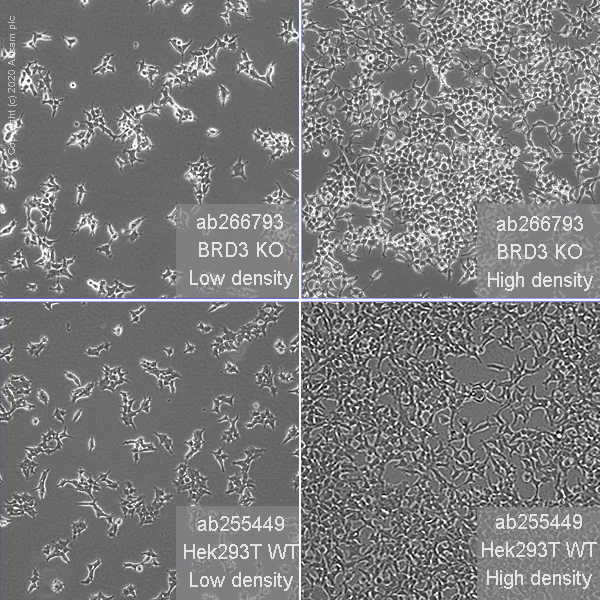 Cell Culture - Human BRD3 knockout HEK-293T cell line (AB266793)