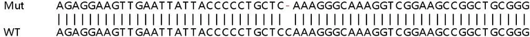 Sanger Sequencing - Human BRD3 knockout HEK-293T cell line (AB266793)