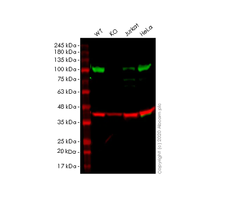 Western blot - Human BRD3 knockout HEK-293T cell lysate (AB258335)