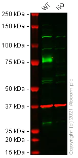 Western blot - Human BRD9 knockout HEK-293T cell lysate (AB258336)