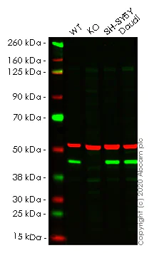 Western blot - Human BRE (BRCC45) knockout HeLa cell line (AB264928)