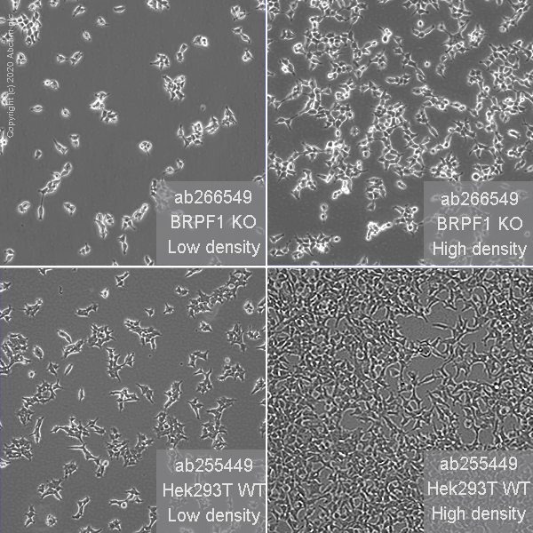 Cell Culture - Human BRPF1 (Peregrin) knockout HEK-293T cell line (AB266549), expandable thumbnail