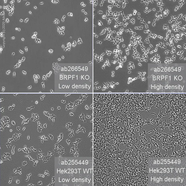 Cell Culture - Human BRPF1 (Peregrin) knockout HEK-293T cell line (AB266549)