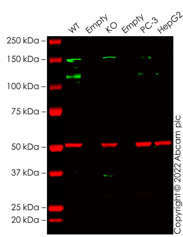 Western blot - Human BRPF1 (Peregrin) knockout HEK-293T cell line (AB266549), expandable thumbnail