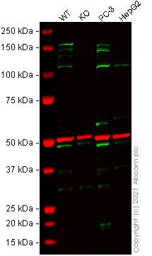 Western blot - Human BRPF1 (Peregrin) knockout HEK-293T cell line (AB266549), expandable thumbnail