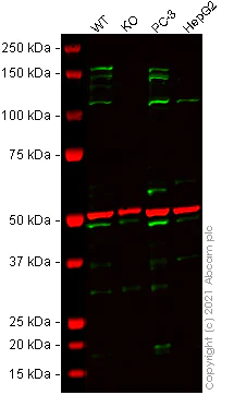 Western blot - Human BRPF1 (Peregrin) knockout HEK-293T cell line (AB266549)