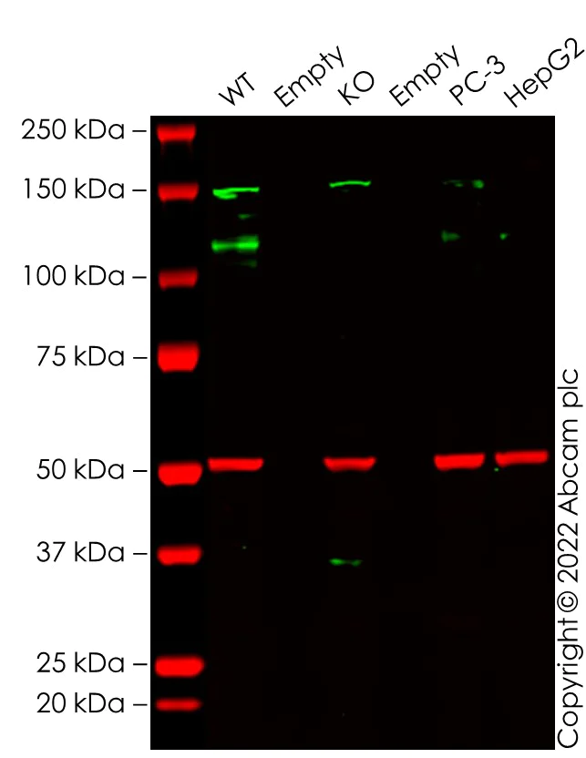 Western blot - Human BRPF1 (Peregrin) knockout HEK-293T cell lysate (AB258795)