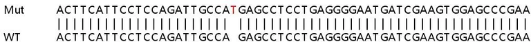 Sanger Sequencing - Human BRSK1 knockout HeLa cell lysate (AB258337)
