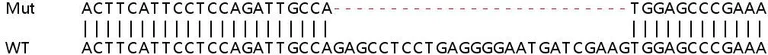 Sanger Sequencing - Human BRSK1 knockout HeLa cell lysate (AB258337)