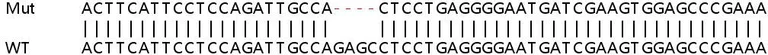 Sanger Sequencing - Human BRSK1 knockout HeLa cell lysate (AB258337)