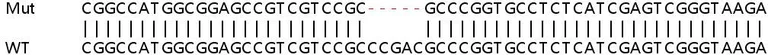 Sanger Sequencing - Human BRWD1 (WDR9) knockout HeLa cell lysate (AB258796)