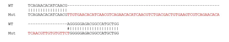 Sanger Sequencing - Human BSG (CD147) knockout A549 cell line (AB273748)