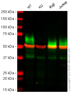 Western blot - Human BSG (CD147) knockout A549 cell line (ab273748), expandable thumbnail