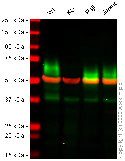 Western blot - Human BSG (CD147) knockout A549 cell line (AB273748)