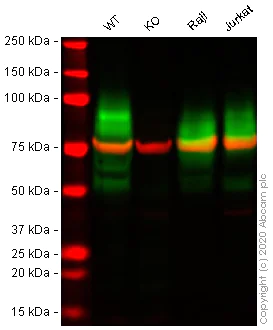 Western blot - Human BSG (CD147) knockout A549 cell line (AB273748)