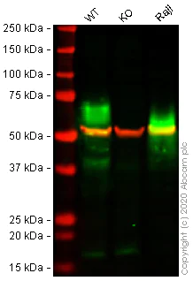 Western blot - Human BSG (CD147) knockout A549 cell lysate (AB275500)