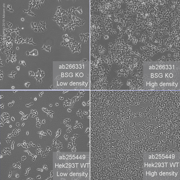 Cell Culture - Human BSG (CD147) knockout HEK-293T cell line (AB266331), expandable thumbnail