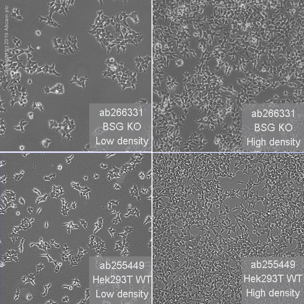 Cell Culture - Human BSG (CD147) knockout HEK-293T cell line (AB266331)