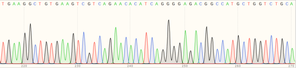 Sanger Sequencing - Human BSG (CD147) knockout HEK-293T cell line (AB266331), expandable thumbnail
