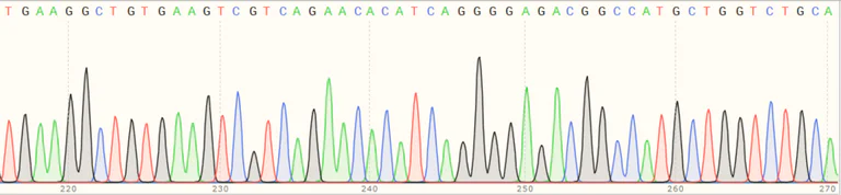 Sanger Sequencing - Human BSG (CD147) knockout HEK-293T cell line (AB266331)
