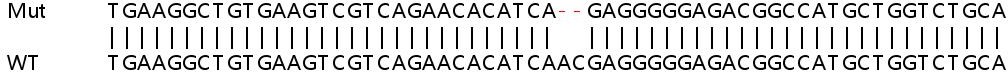 Sanger Sequencing - Human BSG (CD147) knockout HEK-293T cell lysate (AB256853), expandable thumbnail