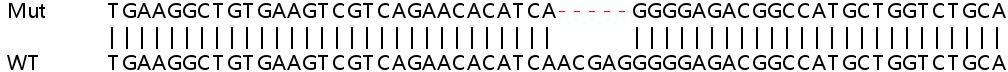 Sanger Sequencing - Human BSG (CD147) knockout HEK-293T cell lysate (AB256853), expandable thumbnail